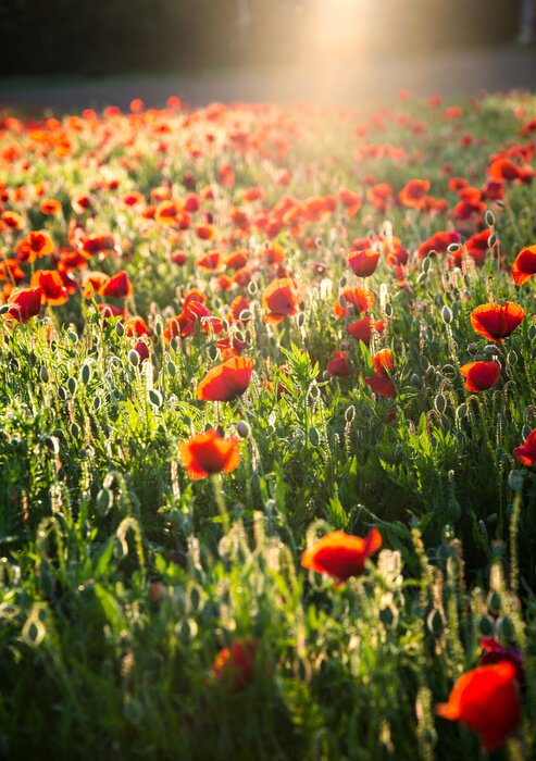 Fototapete Feld von wilden Mohnblumen