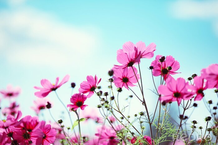 Fototapete Feldblumen auf blauem Himmel