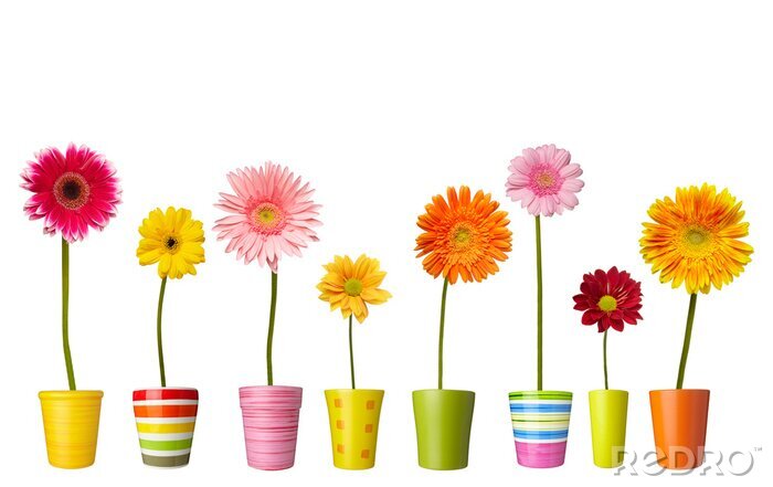 Fototapete Feldblumen in Töpfen