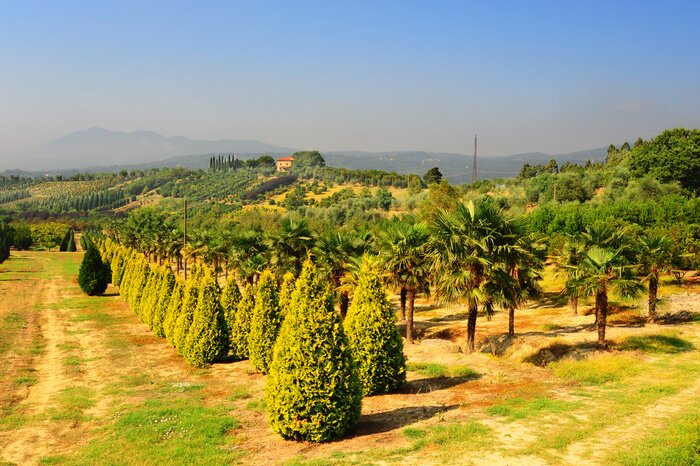 Fototapete Felder Pflanzen und Bäume