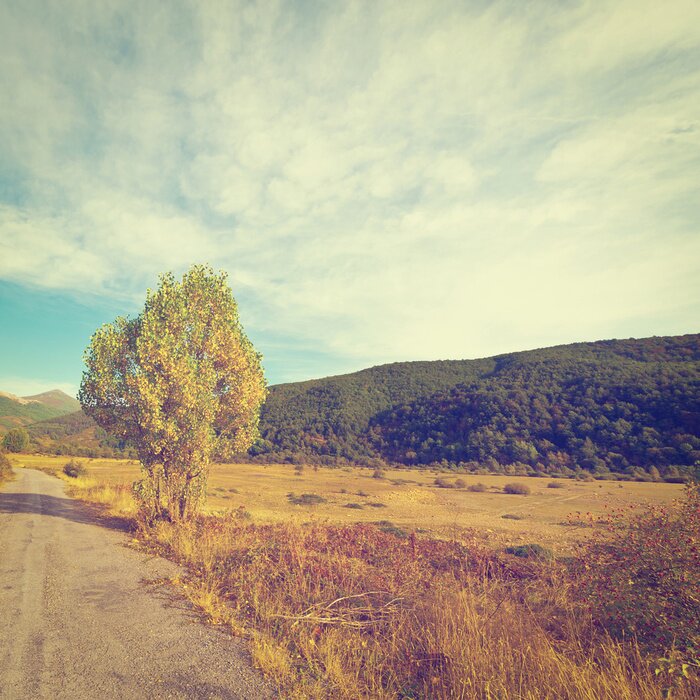 Fototapete Felder und Bäume in Retro-Farben
