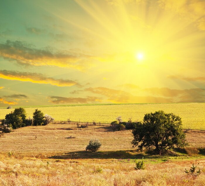 Fototapete Felder und Bäume in voller Sonne