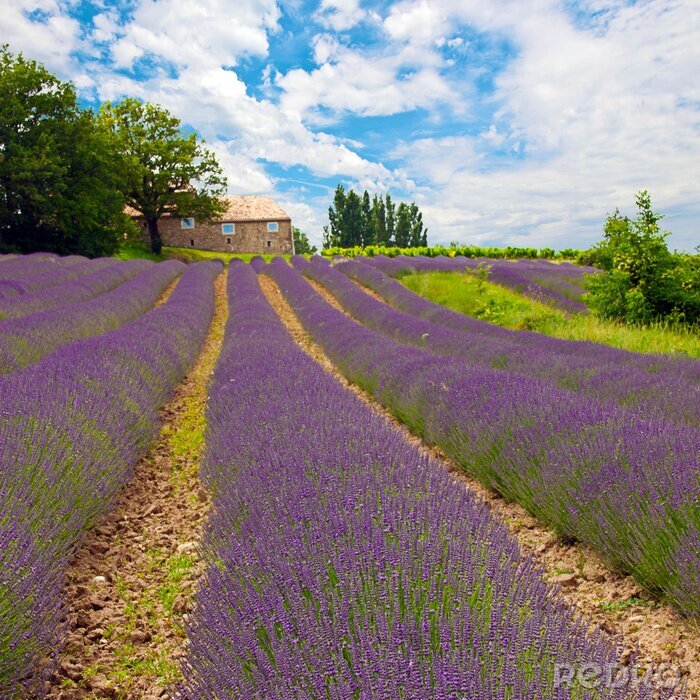 Fototapete Felderlandschaft mit Lavendelblüten