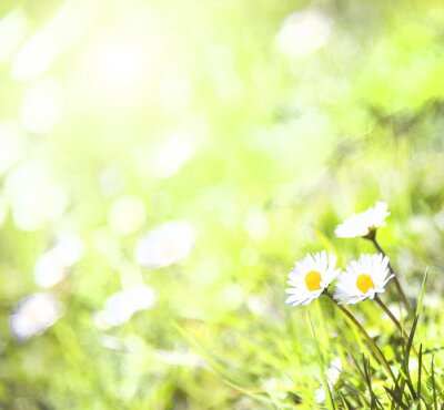 Fototapete Feldgänseblümchen im Sonnenschein