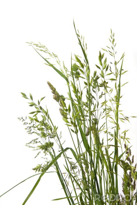 Fototapete Feldgras verschiedene Typen