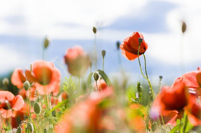 Fototapete Feldmohnblumen