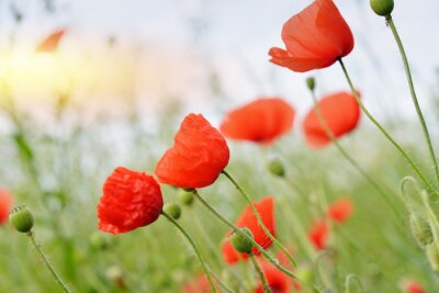 Fototapete Feldmohnblumen und Gras