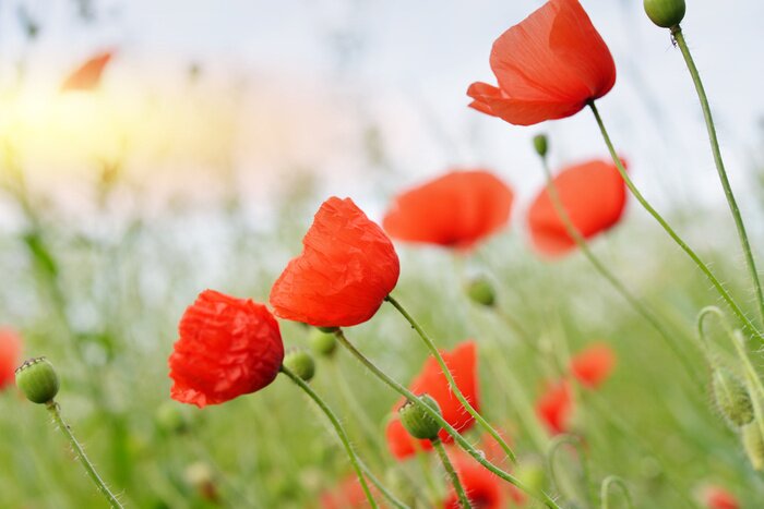Fototapete Feldmohnblumen und Gras
