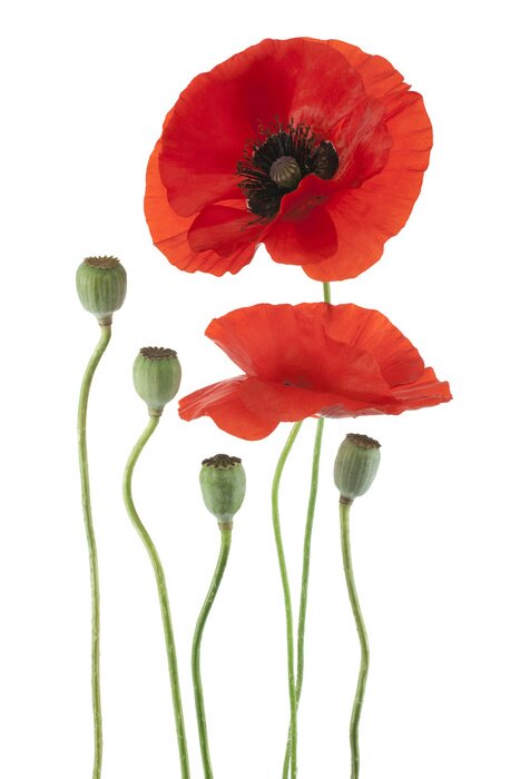 Fototapete Feldmohnblumen und Weiß