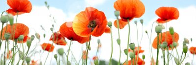 Fototapete Feldmohnblumen vor dem Hintergrund des Himmels