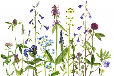 Fototapete Feldpflanzen