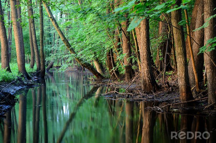 Fototapete Feuchtgebiete des Waldes