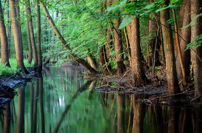 Fototapete Feuchtgebiete des Waldes