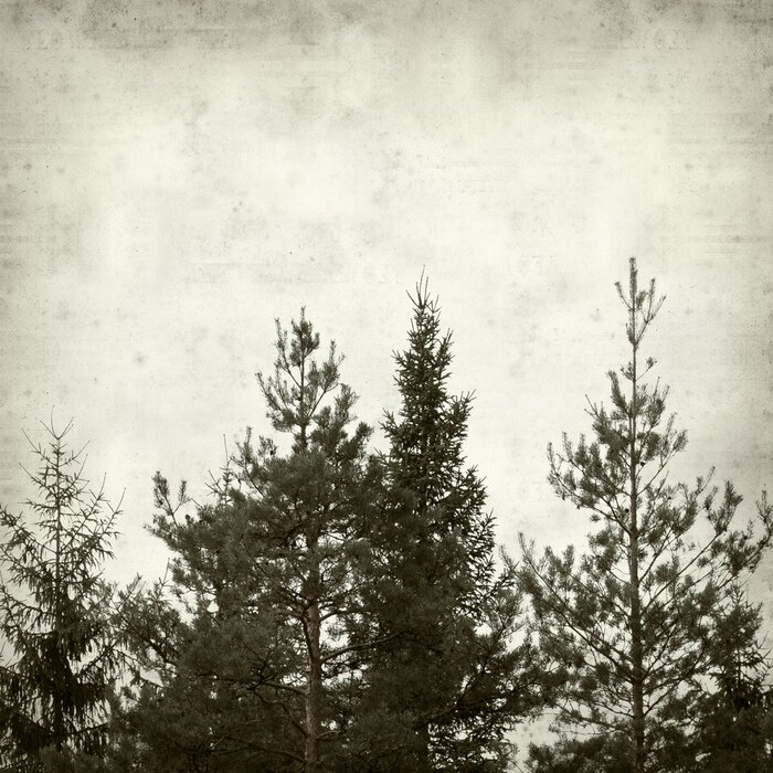 Fototapete Fichten auf Betontextur