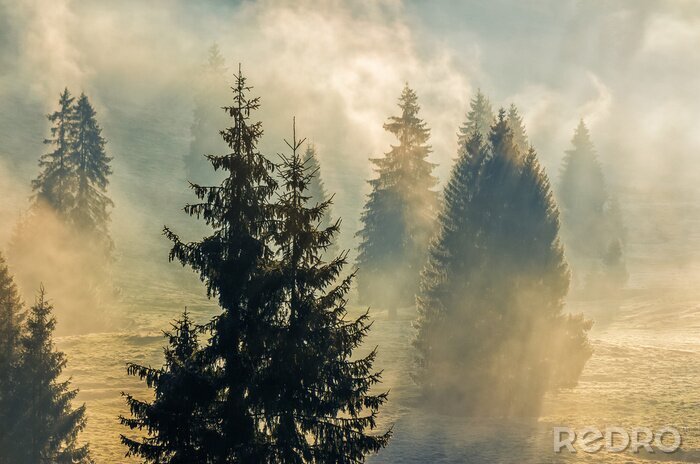 Fototapete Fichtenwald hinter dem nebel