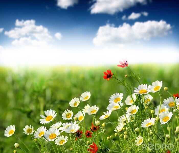 Fototapete Field mit Sommerblumen 3D