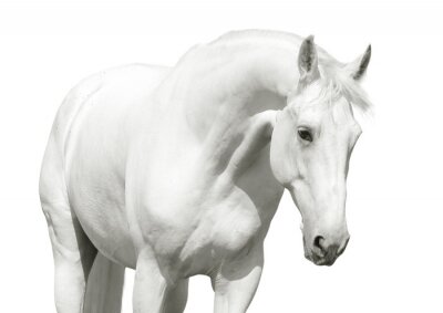 Fototapete Figur eines weißen pferdes