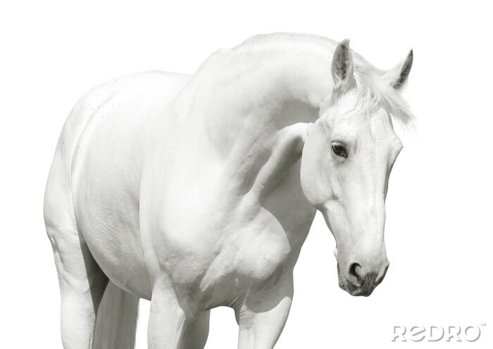 Fototapete Figur eines weißen pferdes