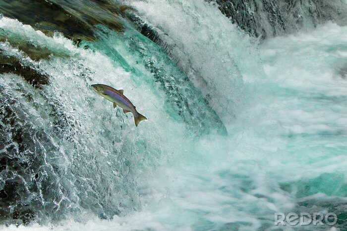 Fototapete Fisch, der in einem Wasserfall springt