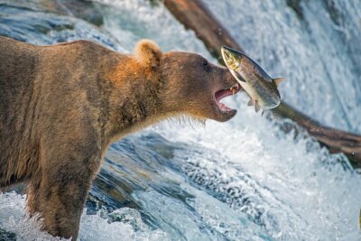 Fototapete Fisch fangender Bär