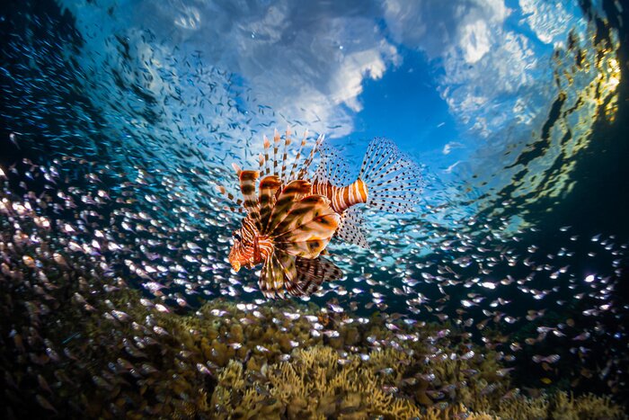 Fototapete Fisch mit Wolken im Hintergrund