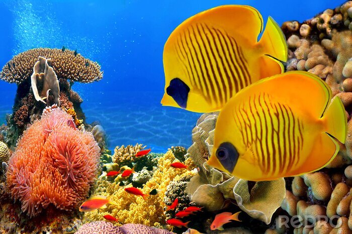 Fototapete Fische auf dem Meeresboden