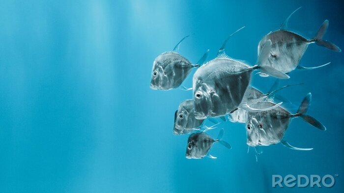 Fototapete Fische im Ozean
