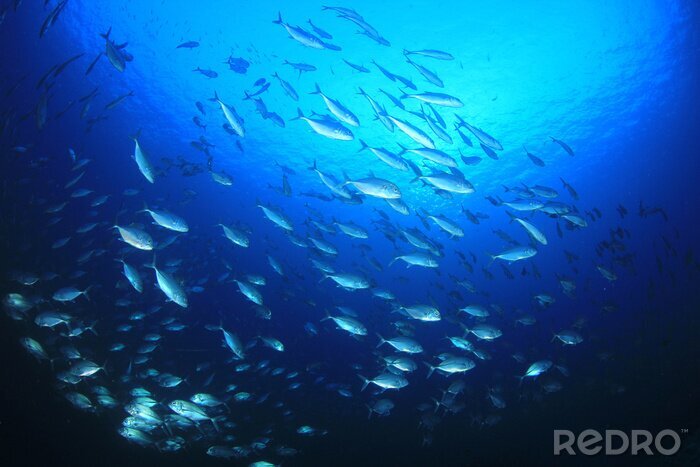 Fototapete Fische im tiefen Ozean