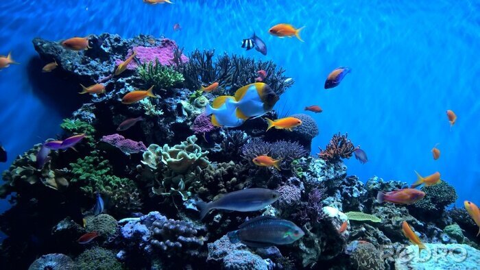 Fototapete Fische mit Korallenriff im Hintergrund