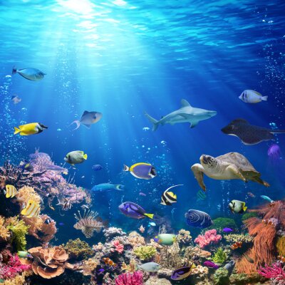 Fische und buntes Korallenriff