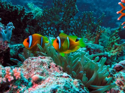 Fototapete Fische und grünes Korallenriff