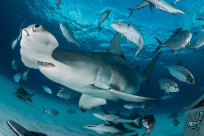 Fototapete Fische und Hai unter Wasser