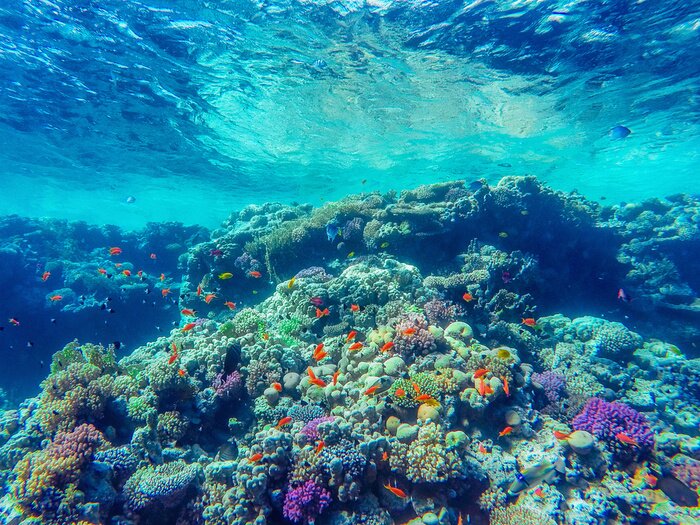 Fototapete Fische und Korallenriff im türkisfarbenen Wasser