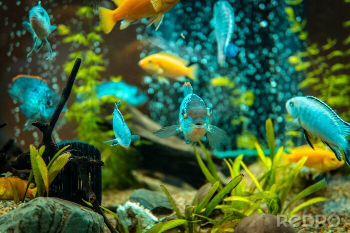 Fototapete Fische und Pflanzen im Aquarium