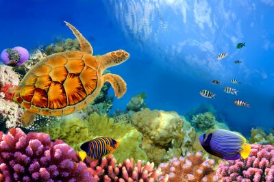 Fototapete Fische Wasserschildkröte und Korallenriff