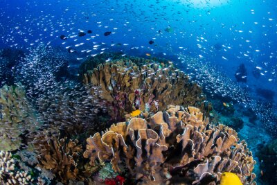 Fischschwärme und Korallenriff