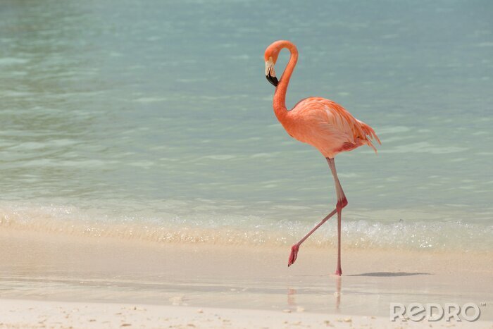 Fototapete Flamingo am strand