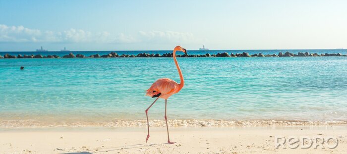 Fototapete Flamingo am strand von aruba