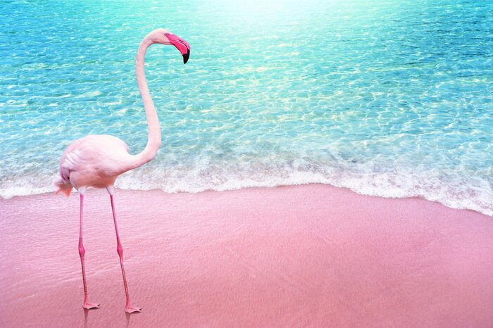 Fototapete Flamingo an einem rosa strand