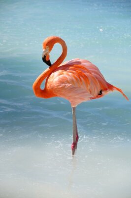Flamingo im azurblauen Wasser