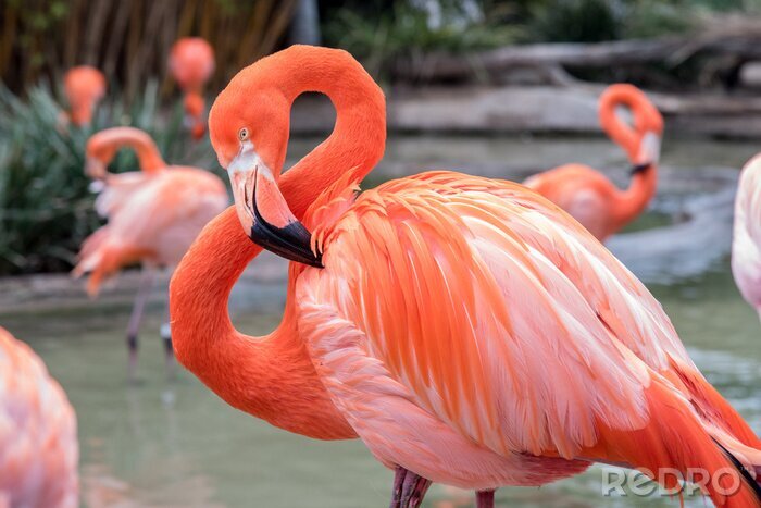 Fototapete Flamingo mit rosafeder