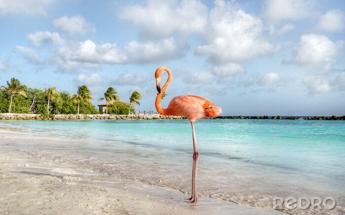 Fototapete Flamingo pink auf der aruba insel