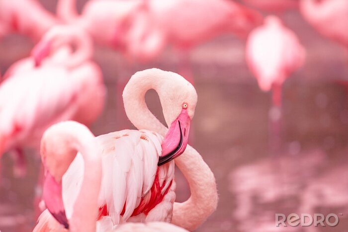 Fototapete Flamingo pink auf verschwommenem hintergrund