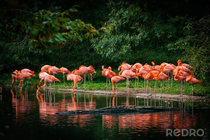 Fototapete Flamingo-reflexion im wasser