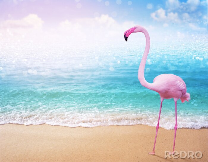 Fototapete Flamingo rosa auf einem Wasser Hintergrund