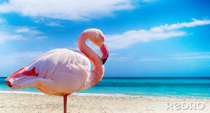 Fototapete Flamingo rosa auf exotischem kuba