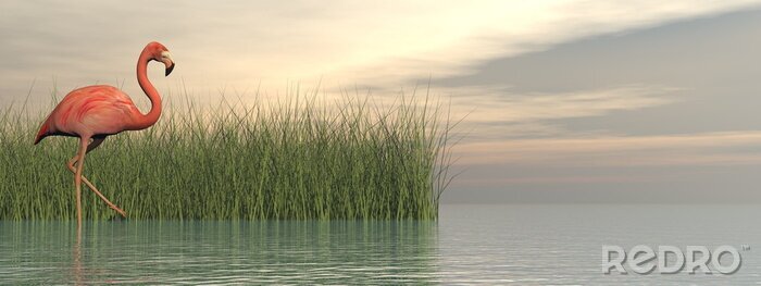Fototapete Flamingo und Wasserpflanzen