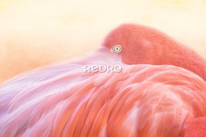 Fototapete Flamingo versteckt sich zwischen den Federn