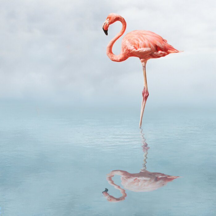 Fototapete Flamingo vor dem Hintergrund des Himmels und Wassers