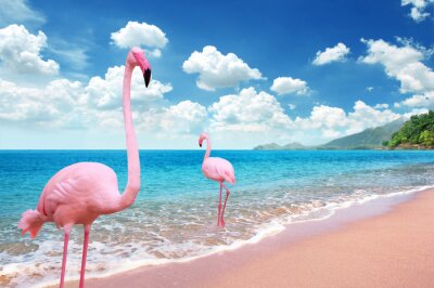 Fototapete Flamingos am strand
